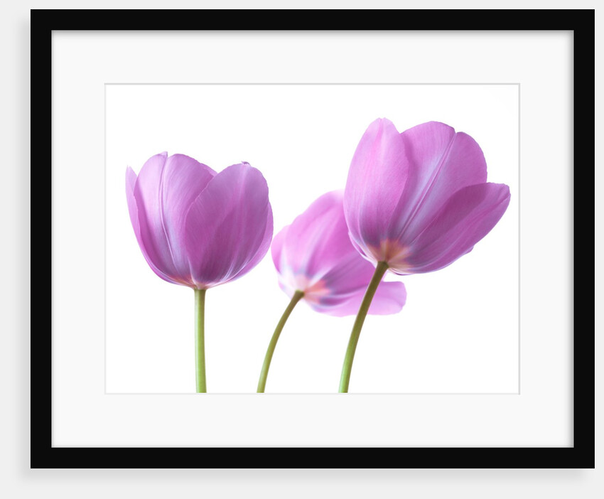 Purple Tulips by Assaf Frank